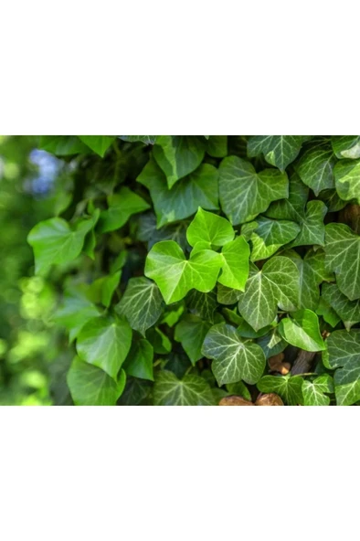Hedera Canariensis - Kanarya Adası Sarmaşığı - Kaya Sarmaşığı - Resim 2