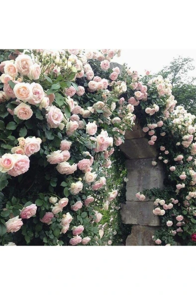 Gül Fidanı Beyaz 10-20 cm ürün görseli