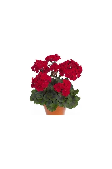 Saksılı Sardunya Çiçeği Kırmızı 10-20 cm ürün görseli