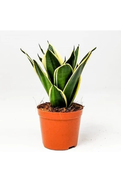 Paşa Kılıcı Peygamber Kılıcı Çiçeği Fidanı 10-20 cm ürün görseli