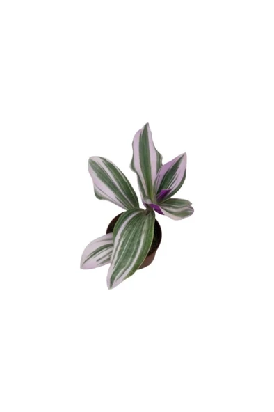 Nanouk Telgraf Çiçeği Tradescantia Nanouk 10-20 cm - Resim 2