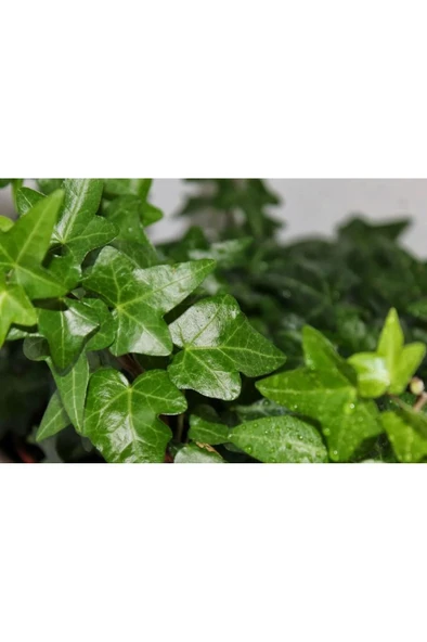 Hedera Canariensis - Kanarya Adası Sarmaşığı - Kaya Sarmaşığı - Resim 3