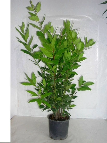 Defne Fidanı 2 Adet 10-20 cm - Resim 2