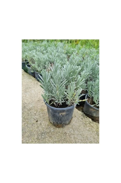 Lavender Seedling Lavanta Fidanı Fidesi 2 Adet 15-25 cm Intermedia - Resim 2