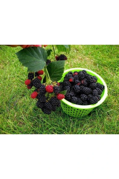 Dikensiz Jumbo Böğürtlen Fidanı 10-20 cm ürün görseli