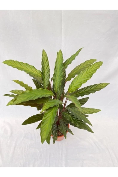 Kalatya-Calathea Rufibarba Wavestar Dua Çiçeği 10-20 cm - Resim 2