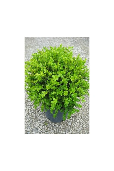Boxwood Seedling Şimşir Fidanı 20-40 Cm ( Buxus Japonica Rococo ) - Resim 2