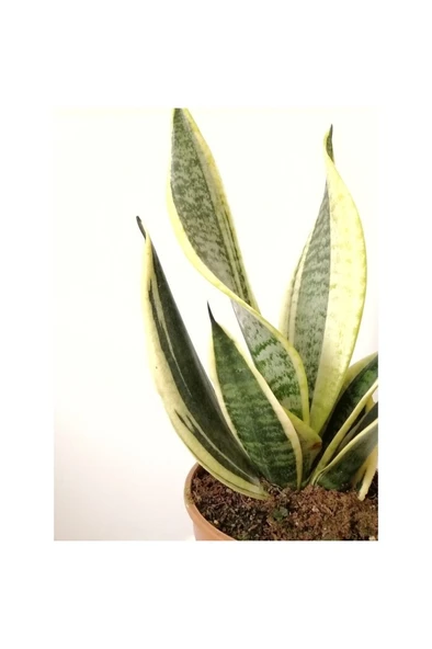 Sarı Çizgili Paşa Kılıcı Sansevieria 10-20 cm - Resim 2