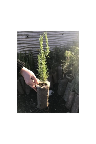 Biberiye Fide Fidanı 20-30 cm Rosmarinus Officinalis 1 Adet - Resim 2