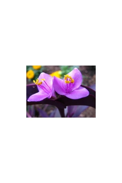 Mor Telgraf Çiçeği Fidanı Fidesi 10-20 cm - Resim 2