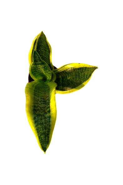 Kılıç Çiçeği Sanseveria Sarı Çizgili 10-20 cm - Resim 2