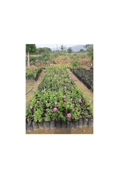 Fragrant Real Isparta Rose Seedling Bol Kokulu Gerçek Isparta Gülü Fidanı 10-20 cm ürün görseli