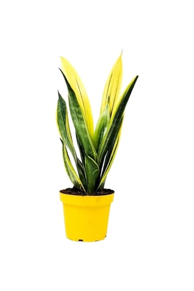 Paşa Kılıcı Fidanı 10-20 Saı Çizgili ürün görseli