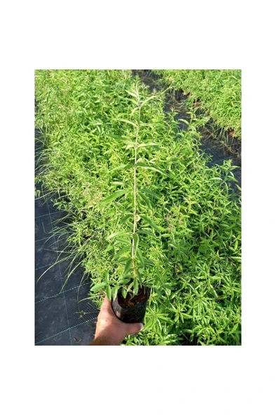 Melisa Fidanı Limon Çiçeği Fidanı 10-20 cm ürün görseli 1