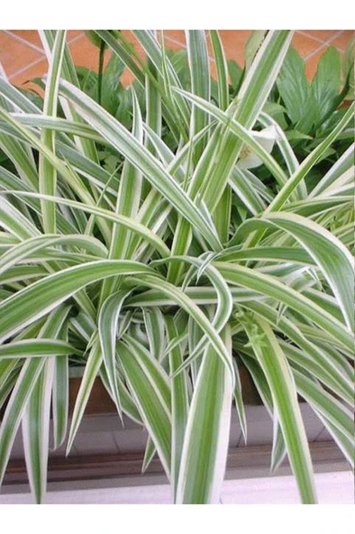 Kurdele Çiçeği (chlorophytum) Fidanı 10-20 cm ürün görseli