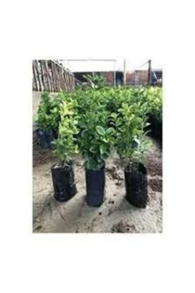 Yeşil Taflan Fidanı Boy 20-30 Cm 2 Adet Tüplü - Resim 2