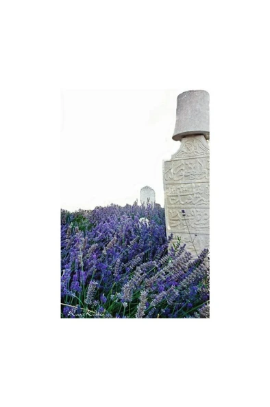 Lavender Seedling Lavanta Fidanı 10 Adet 10-20 cm - Resim 4