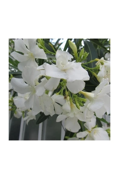 Beyaz Çiçekli Zakkum Fidanı 30-60 cm - Resim 2