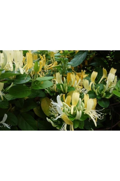 Honeysuckle Flower Seedling Hanımeli Çiçeği Fidanı Lonicera 10-20 cm - Resim 2