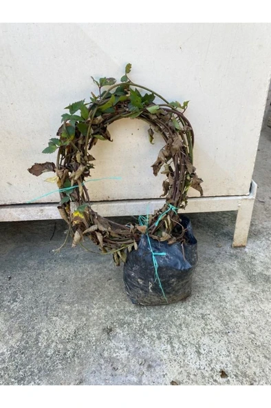 Tüplü Dikensiz Jumbo Böğürtlen Fidanı 30-60 cm - Resim 2