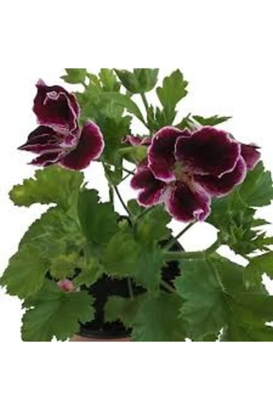 Saksılı Ceylan Gözü Canlı Çiçek 1 Adet 10-20 cm ürün görseli