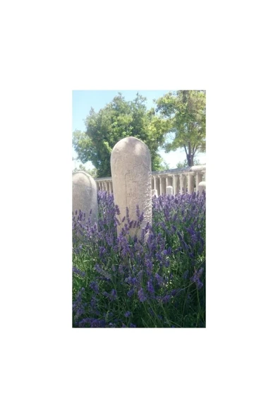 Lavender Seedling Lavanta Fidanı 10 Adet 10-20 cm ürün görseli