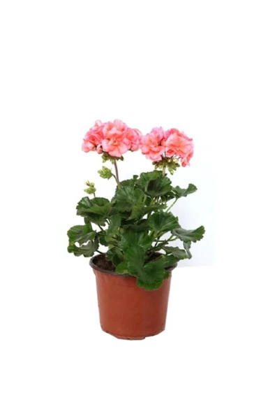 Saksılı Pembe Renkli Ceylan Gözü Canlı Çiçek 10-20 cm ürün görseli