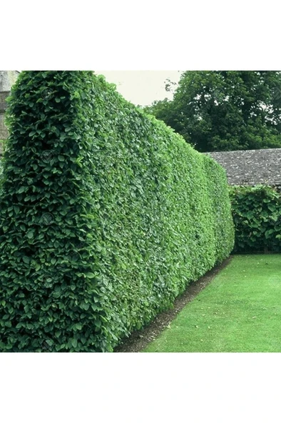 Tüplü Kurtbağrı (ligustrum) Fidanı 10-20cm - Resim 2