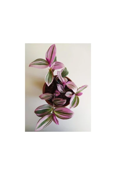 Pembe Telgraf Çiçeği Nanouk Telgraf Çiçeği Tradescantia Nanouk ürün görseli