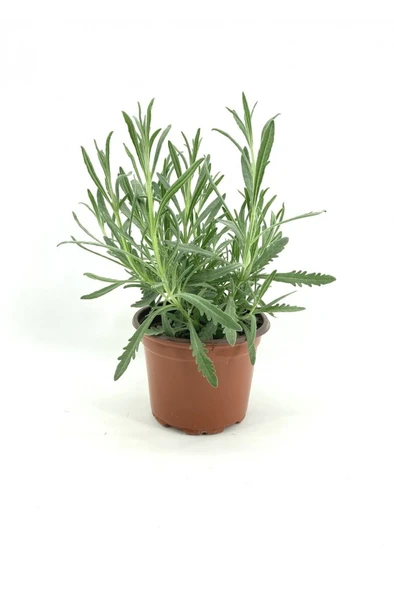Lavender Seedling Lavanta Fidanı Fidesi 2 Adet 15-25 cm Intermedia ürün görseli