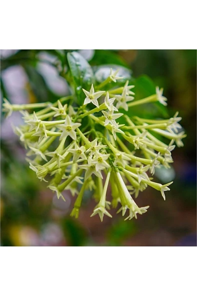 Melisa Fidanı Limon Çiçeği Fidanı 10-20 cm - Resim 3