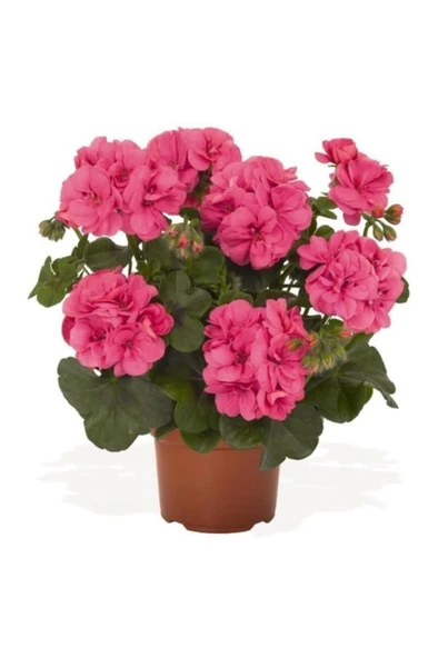 Saksılı Açık Pembe Yavruağzı Sardunya Çiçeği 10-20 Cm ürün görseli