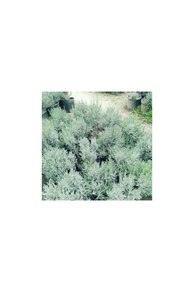 Lavanta Fidanı (Angustifolia) 10 Luk Saksıda 10-20 cm - Resim 2