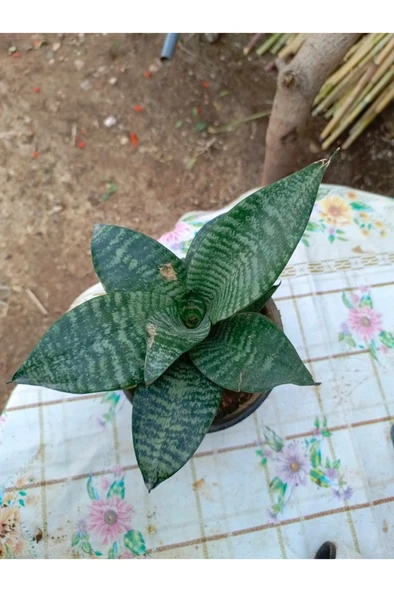 Saksılı Bodur Kılıç Çiçeği Paşa Kılıcı 10-20 cm - Resim 2