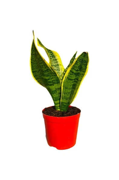 Kılıç Çiçeği Sanseveria Sarı Çizgili 10-20 cm ürün görseli 1