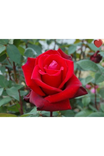 3 Adet Gül Fidanı (kırmızı) Kokulu Yediveren 10-20 cm ürün görseli