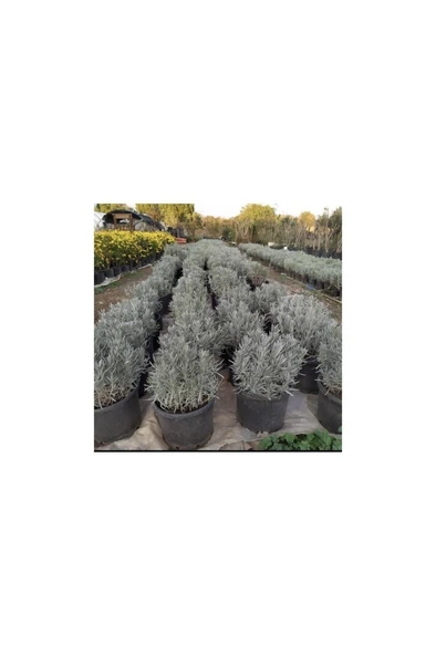 Lavanta Fidanı (Angustifolia) 10 Luk Saksıda 10-20 cm - Resim 3