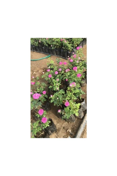 Fragrant Real Isparta Rose Seedling Bol Kokulu Gerçek Isparta Gülü Fidanı 10-20 cm - Resim 3