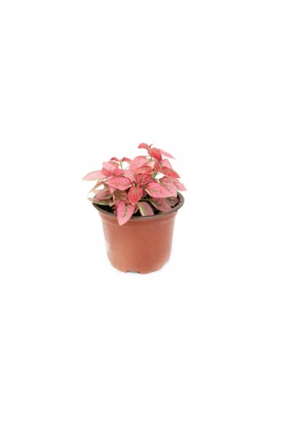 Hipoestes Phyllostachya - Hostes Çiçeği Kırmızı Çilli Yaprak Çiçeği 10-20 cm - Resim 2