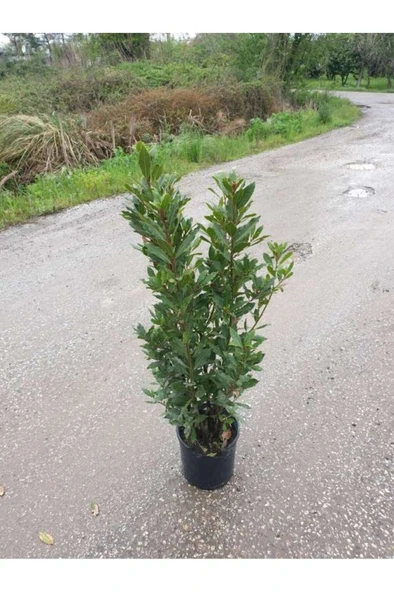 Laurel Seedling Defne Fidanı 20-40 cm - Resim 3