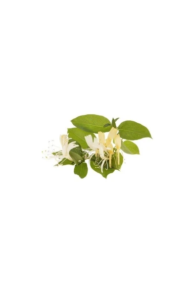 Honeysuckle Flower Seedling Hanımeli Çiçeği Fidanı Lonicera 10-20 cm - Resim 4