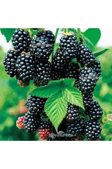 Chester Böğürtlen Fidanı 10-20 cm ürün görseli