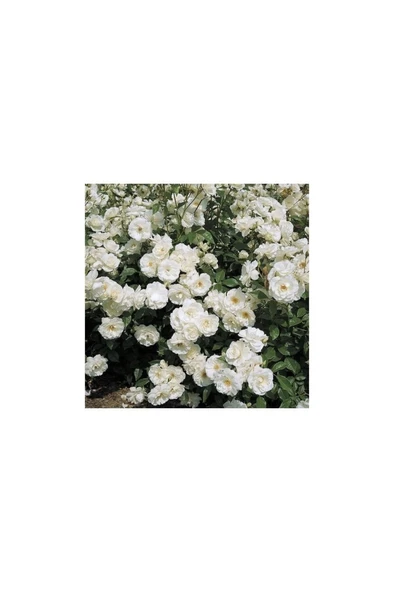 White Evergreen Ivy Rose Beyaz Yediveren Sarmaşık Gül Fidanı 5 Adet 15-25 cm ürün görseli