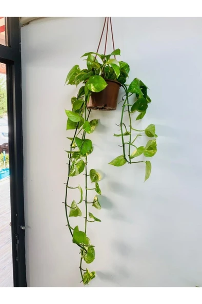 Potos Sarmaşığı Fidanı 10-20 cm - Resim 2