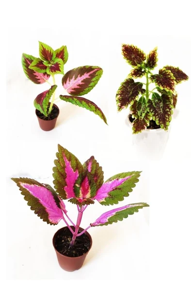 Yaprak Güzeli Set Kolyos Mix 3 Adet 10-20 cm ürün görseli