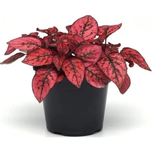 Hypoestes Hostes Çiçeği Kırmızı Benek 10-20 Cm ürün görseli