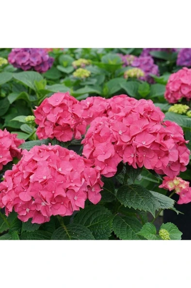 Tüplü Pembe Ortanca Fidanı 10-20 cm - Resim 2