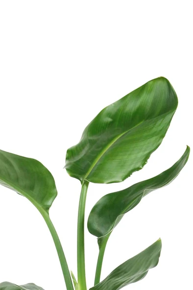Starliçe Cennet Kuşu Strelitzia 30-40 cm ürün görseli