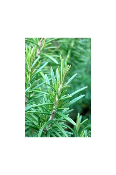 Biberiye Fidanı Saksılı 10-20 cm - Resim 2