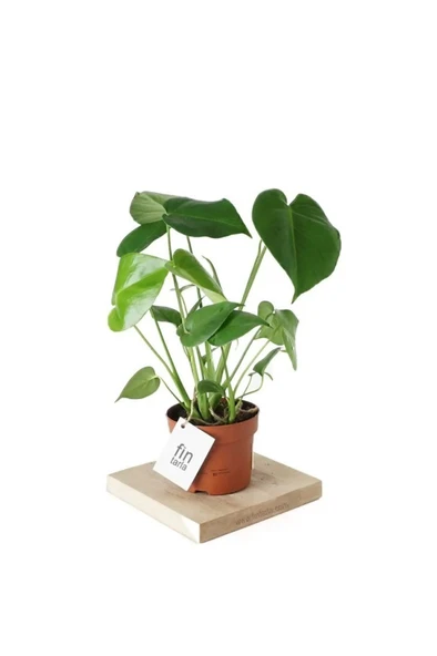 Deve Tabanı - Monstera Deliciosa - 50 Cm Boyunda ürün görseli